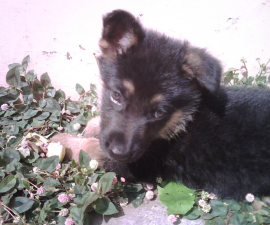 riky